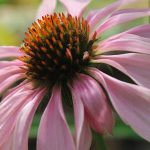 Meet your Posher, Jamee